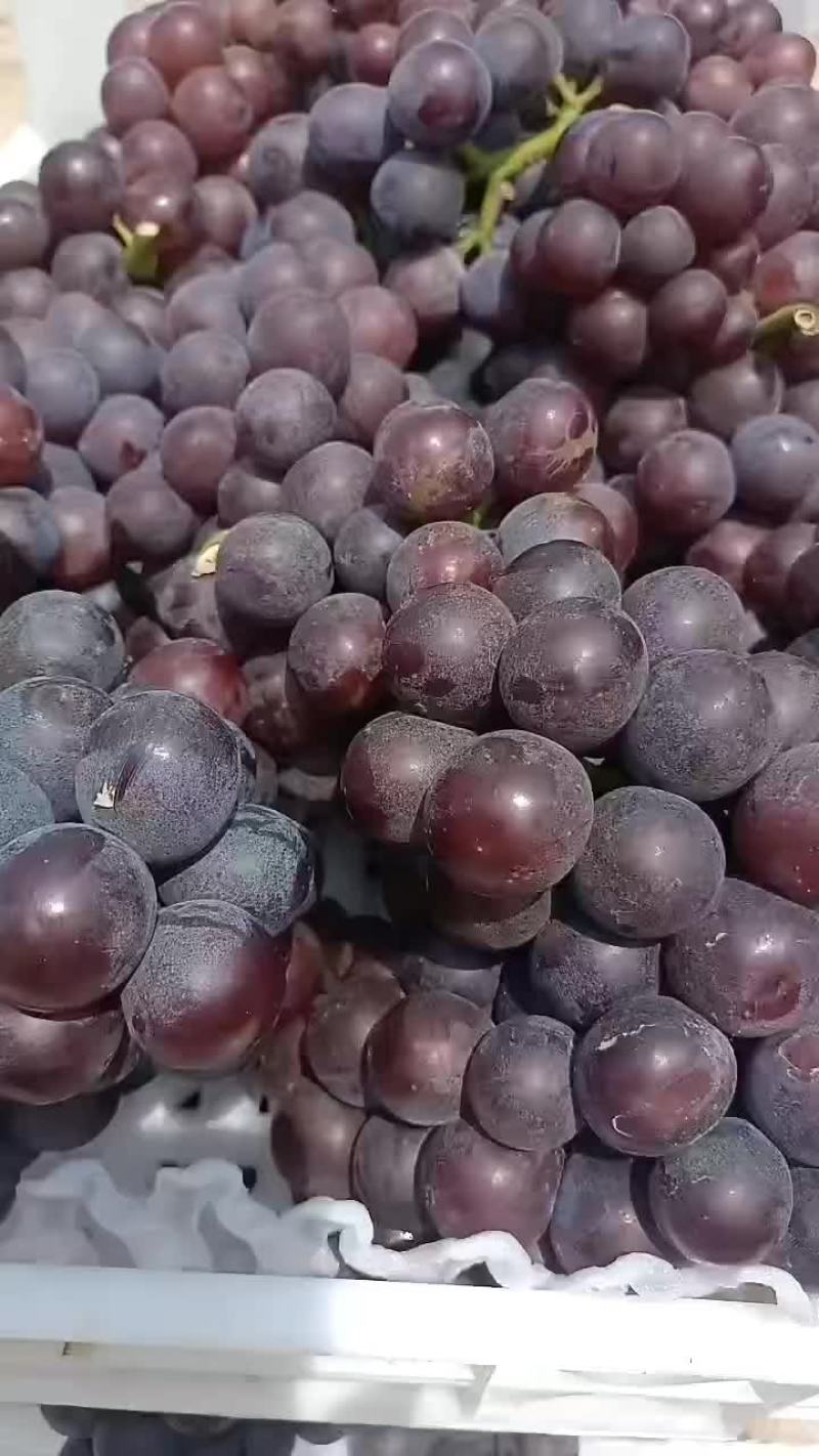 夏黑莆萄大量上市中有需要老板联系我，，各种莆萄大量上市中