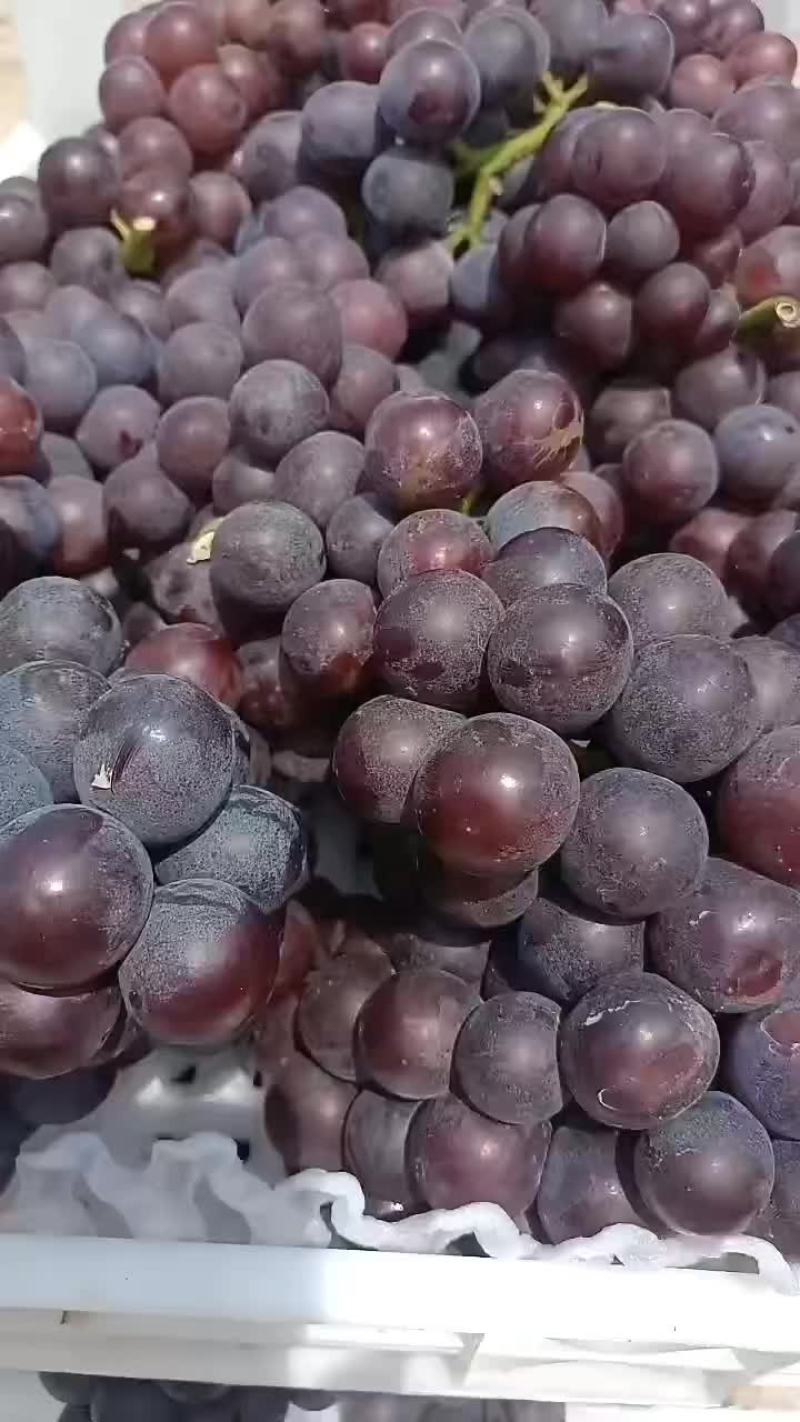 夏黑莆萄大量上市中有需要老板联系我，，各种莆萄大量上市中