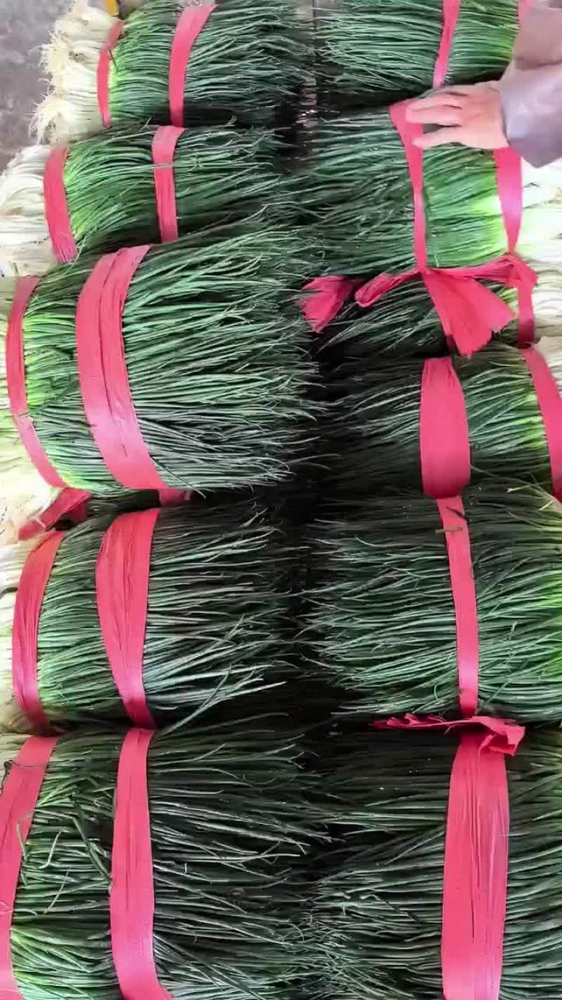 云南香葱