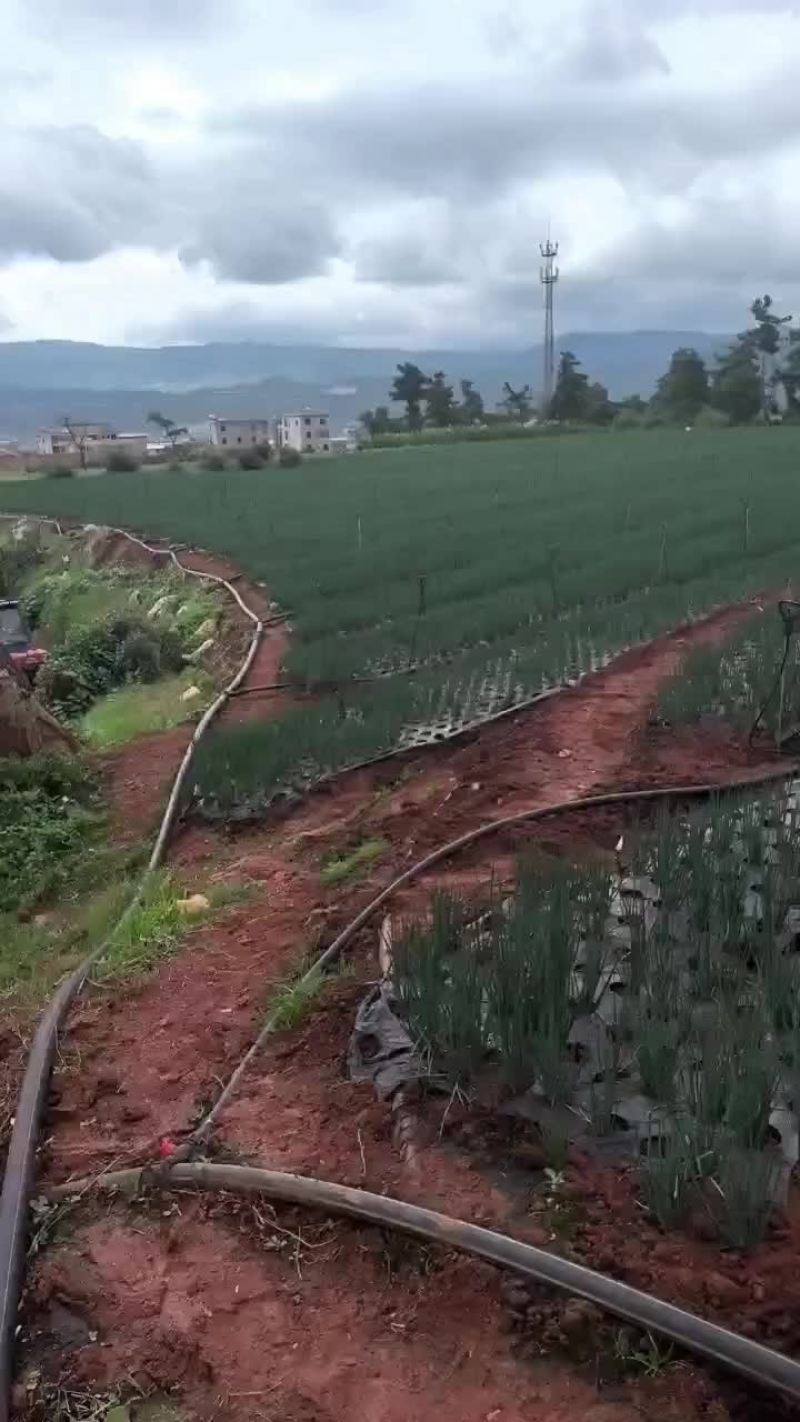 云南香葱
