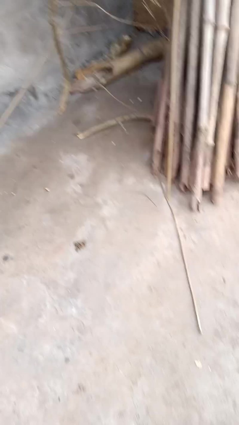 野生粉葛