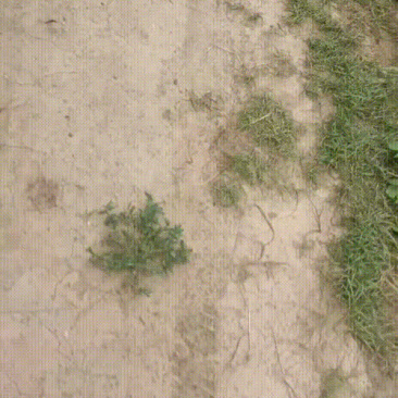 孺玉米，水果玉米