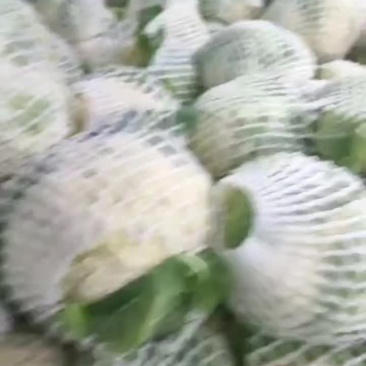 有机散花大量上市