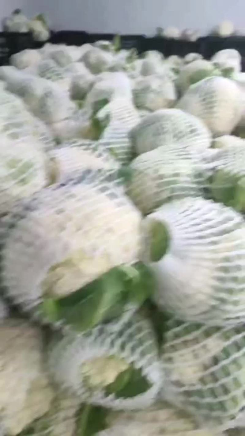 有机散花大量上市
