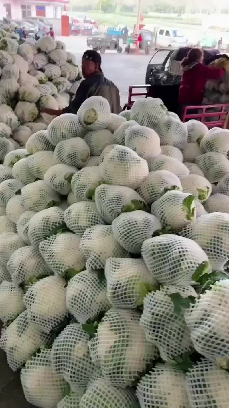 有机散花大量上市