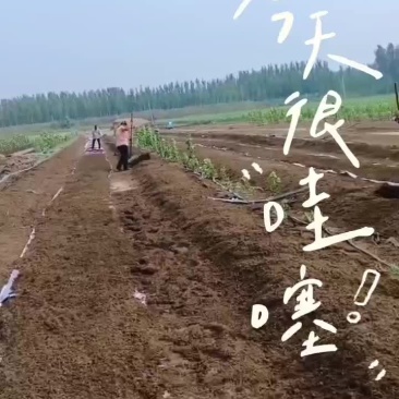 大平二号，出货中