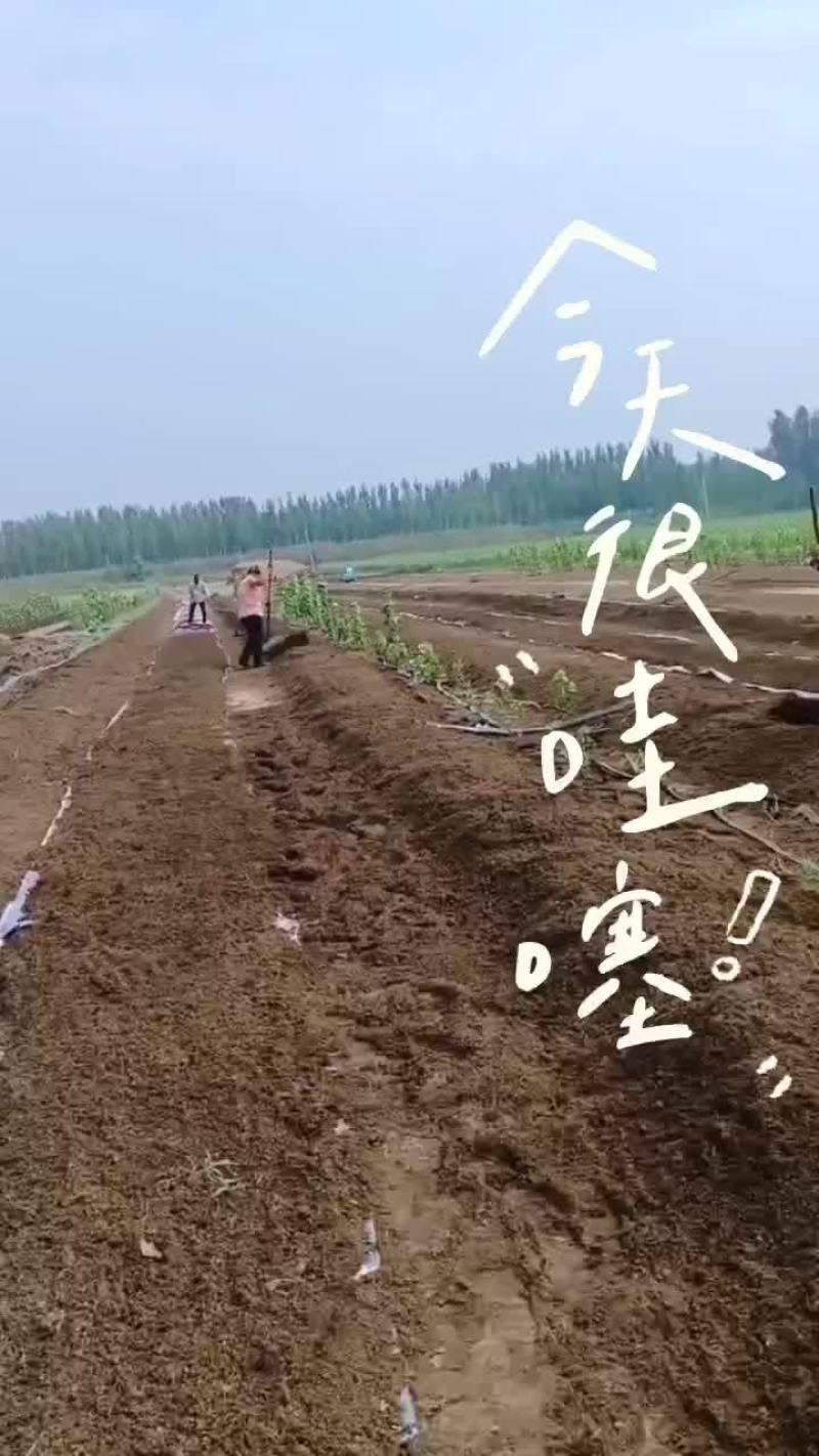 大平二号，出货中