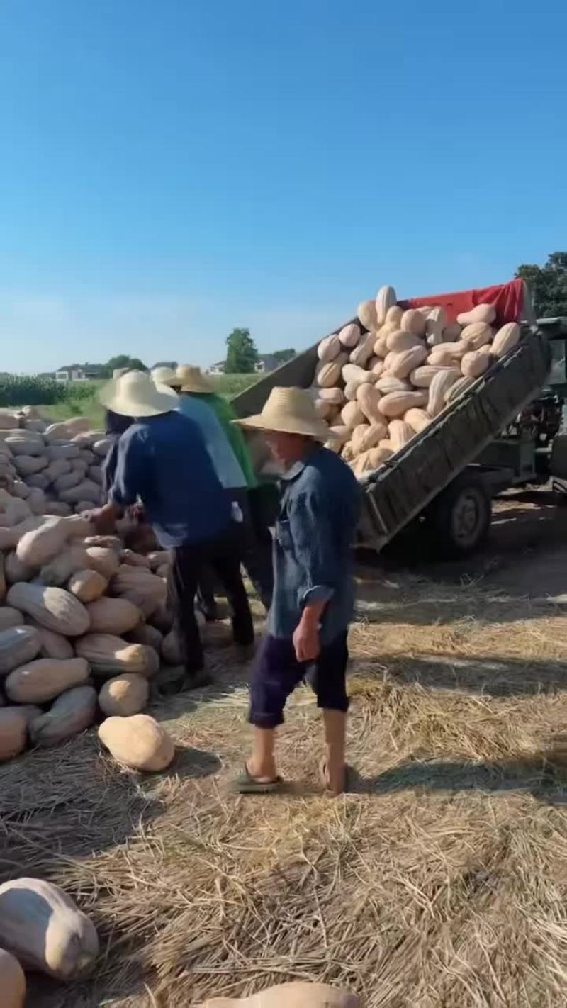 蜜本南瓜，一年一度大赛，价格***的时候来了，头茬瓜