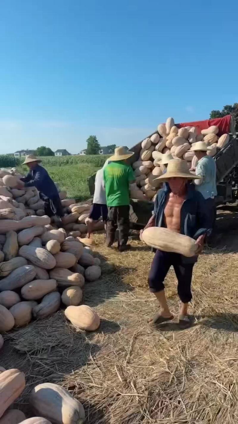 蜜本南瓜，一年一度大赛，价格***的时候来了，头茬瓜