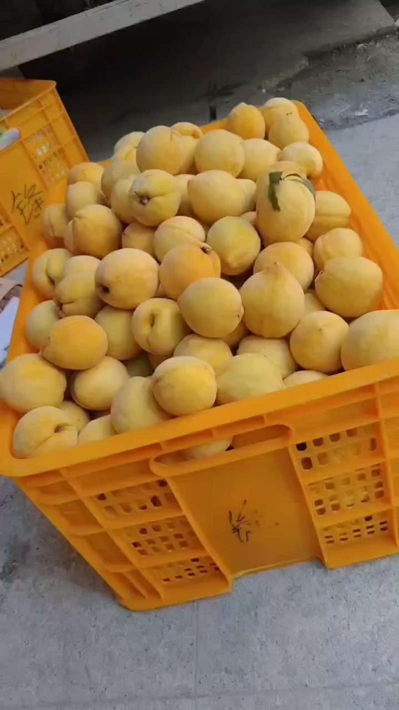 炎陵黄桃产区一手货源保质保量供货批发零售