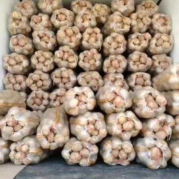 大西洋土豆