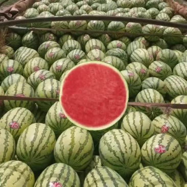 宁夏石头硒砂瓜精品西瓜欢迎各位老板联系货量春足