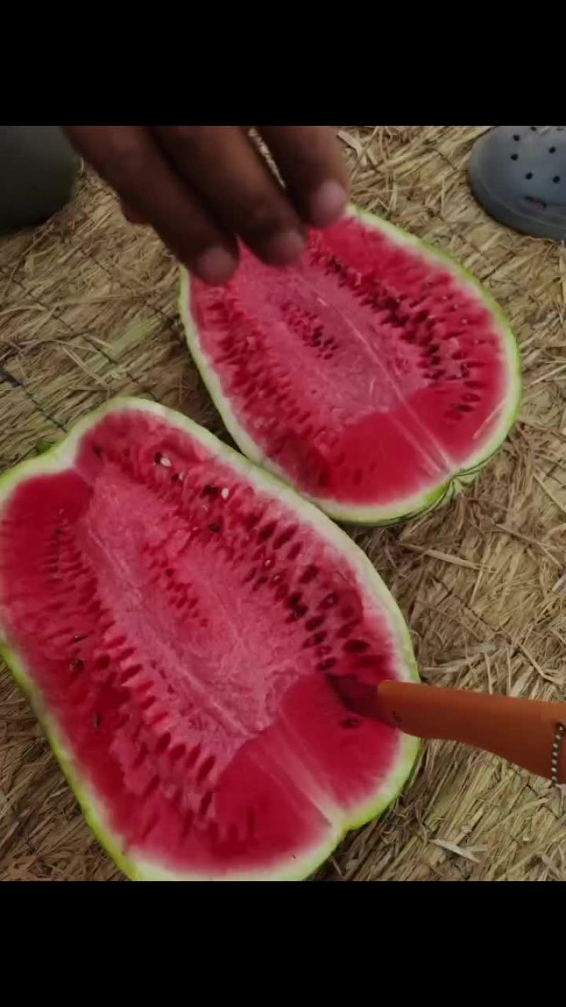 宁夏石头硒砂瓜精品西瓜欢迎各位老板联系货量春足