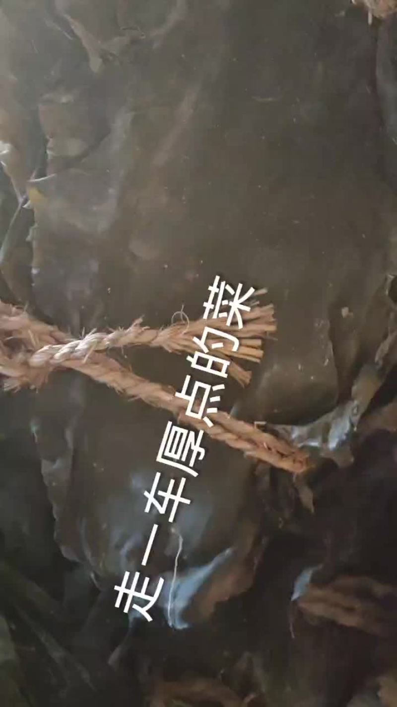 大连干海带上市了