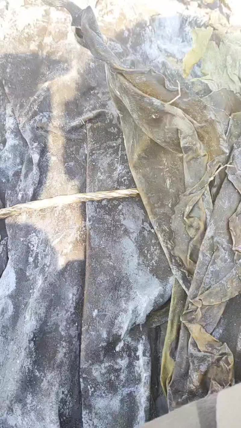 大连干海带上市了