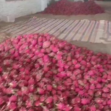 火龙果