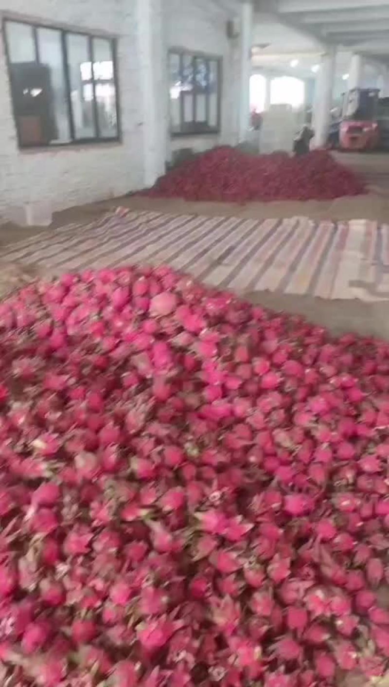火龙果
