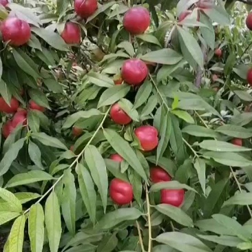 珍珠五号
