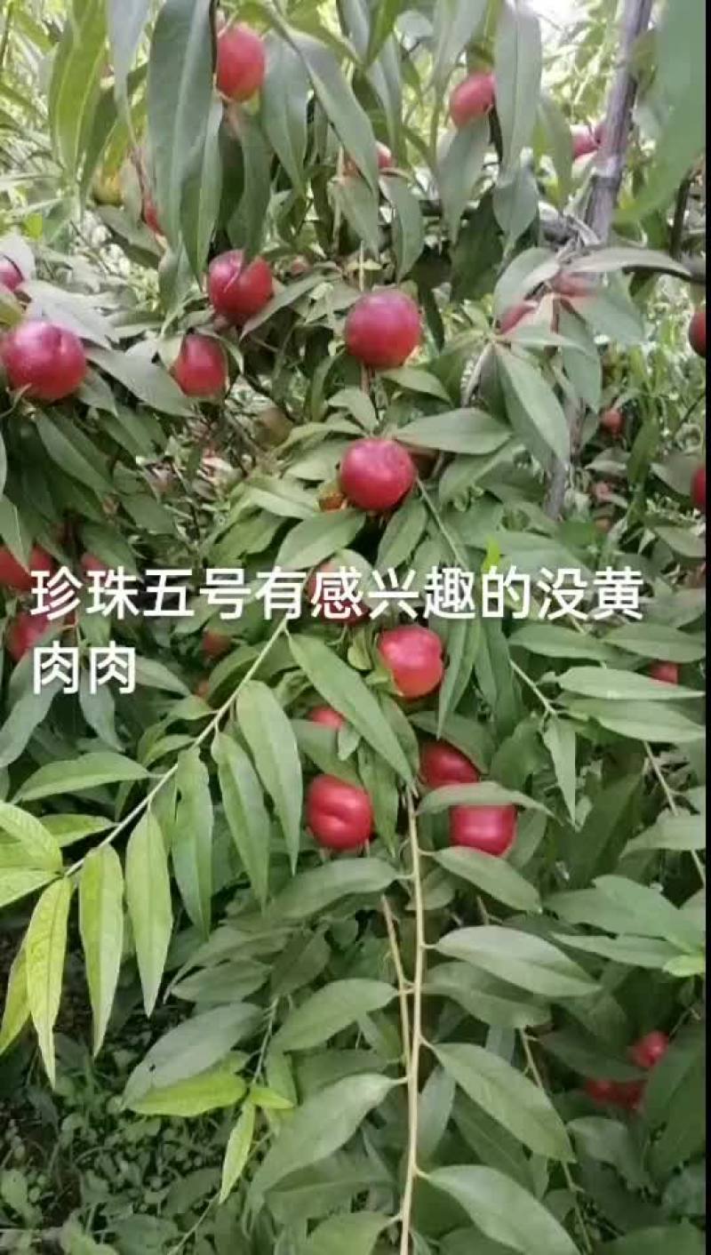 珍珠五号