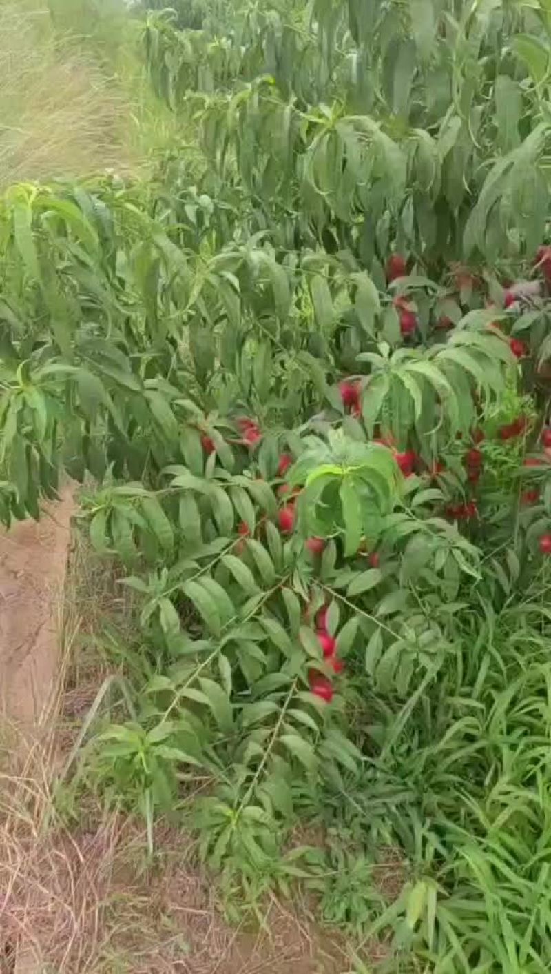 珍珠五号