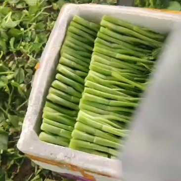精品广东菜心