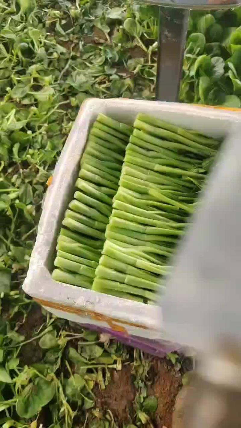 精品广东菜心