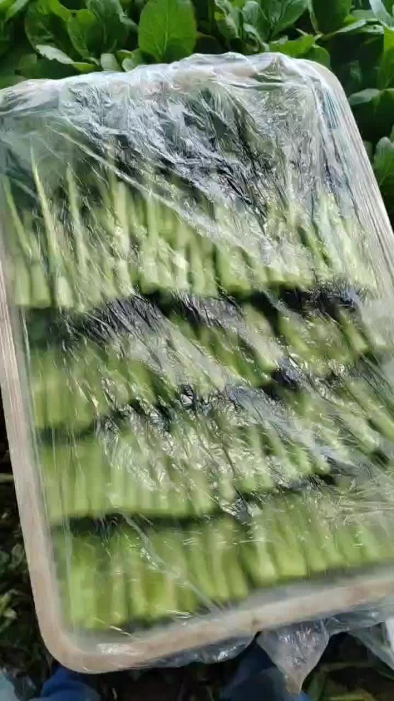 精品广东菜心