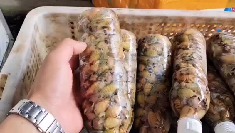 金蝉，精品大金蝉，精品杜肿金蝉，保质保量，电商品质，支持
