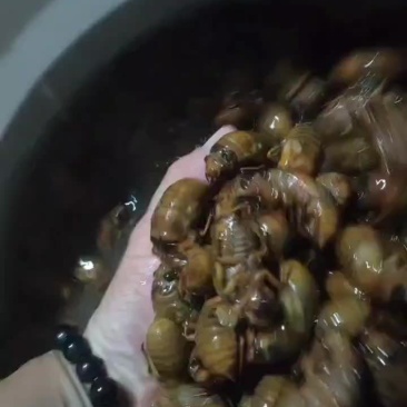 金蝉，精品大金蝉，精品杜肿金蝉，保质保量，电商品质，支持