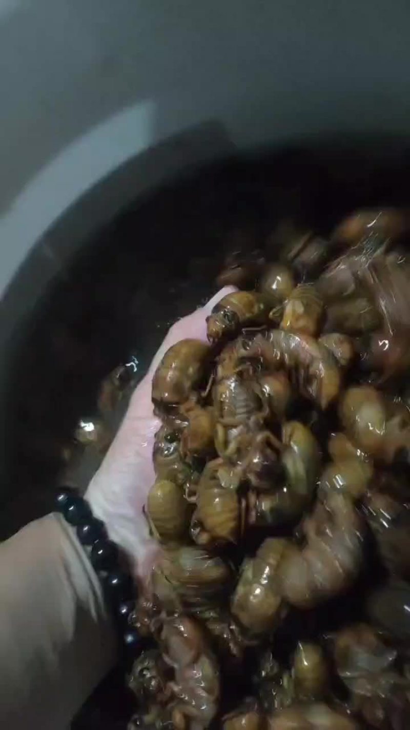 金蝉，精品大金蝉，精品杜肿金蝉，保质保量，电商品质，支持