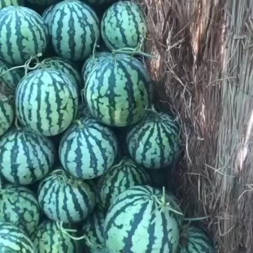 精品台农二茬有籽