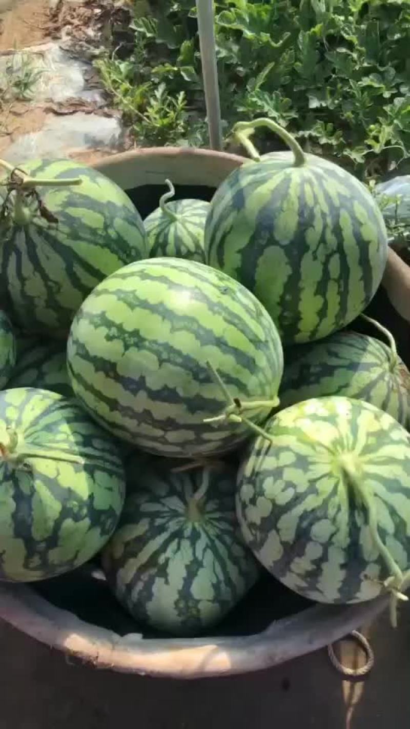 精品台农二茬有籽