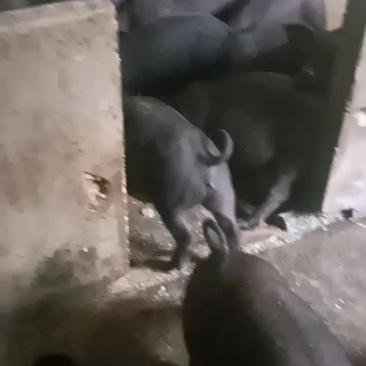 黑猪苗