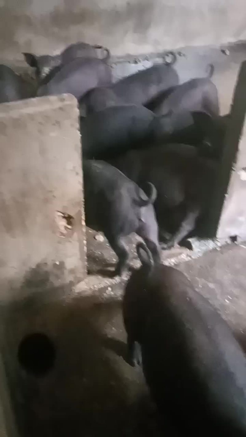 黑猪苗