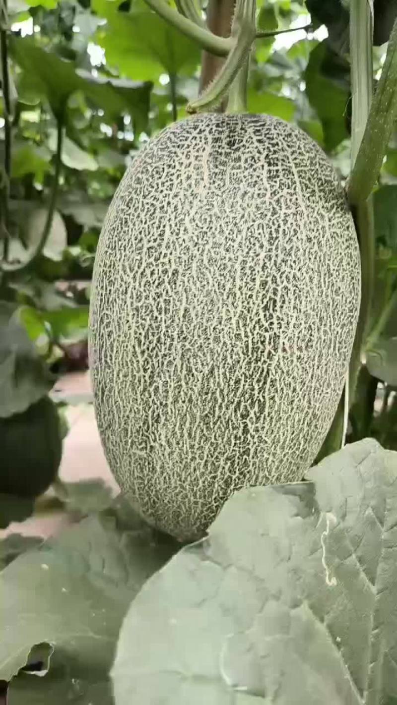 河北小蜜