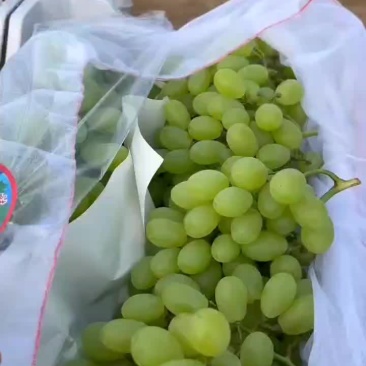 高山青提葡萄