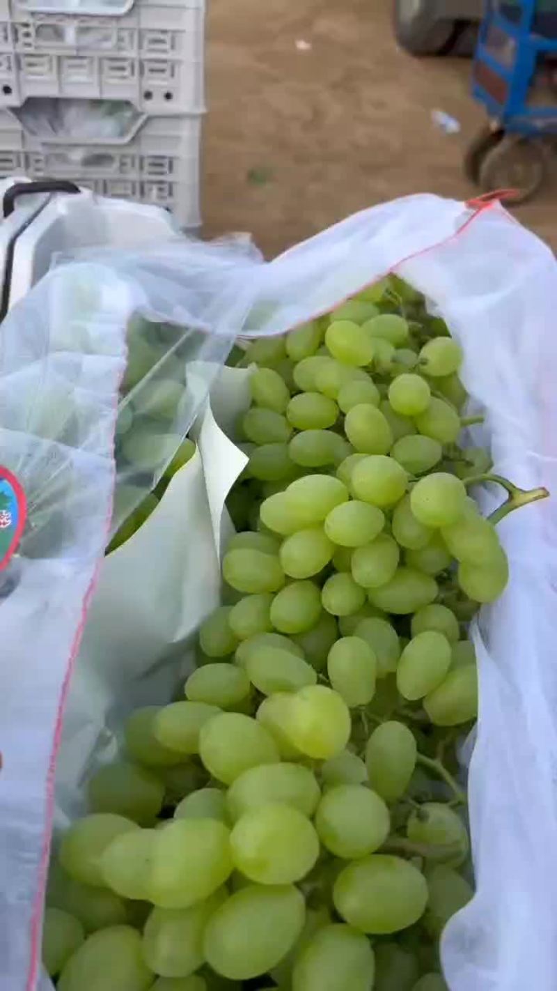高山青提葡萄