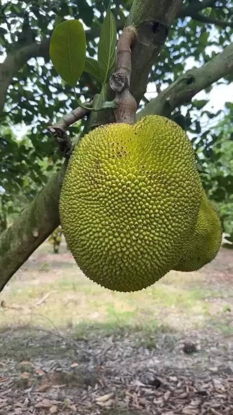 金包无胶菠萝蜜