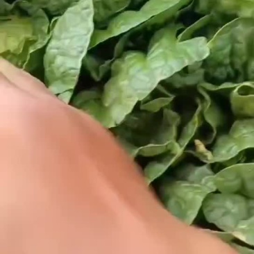 白菜
