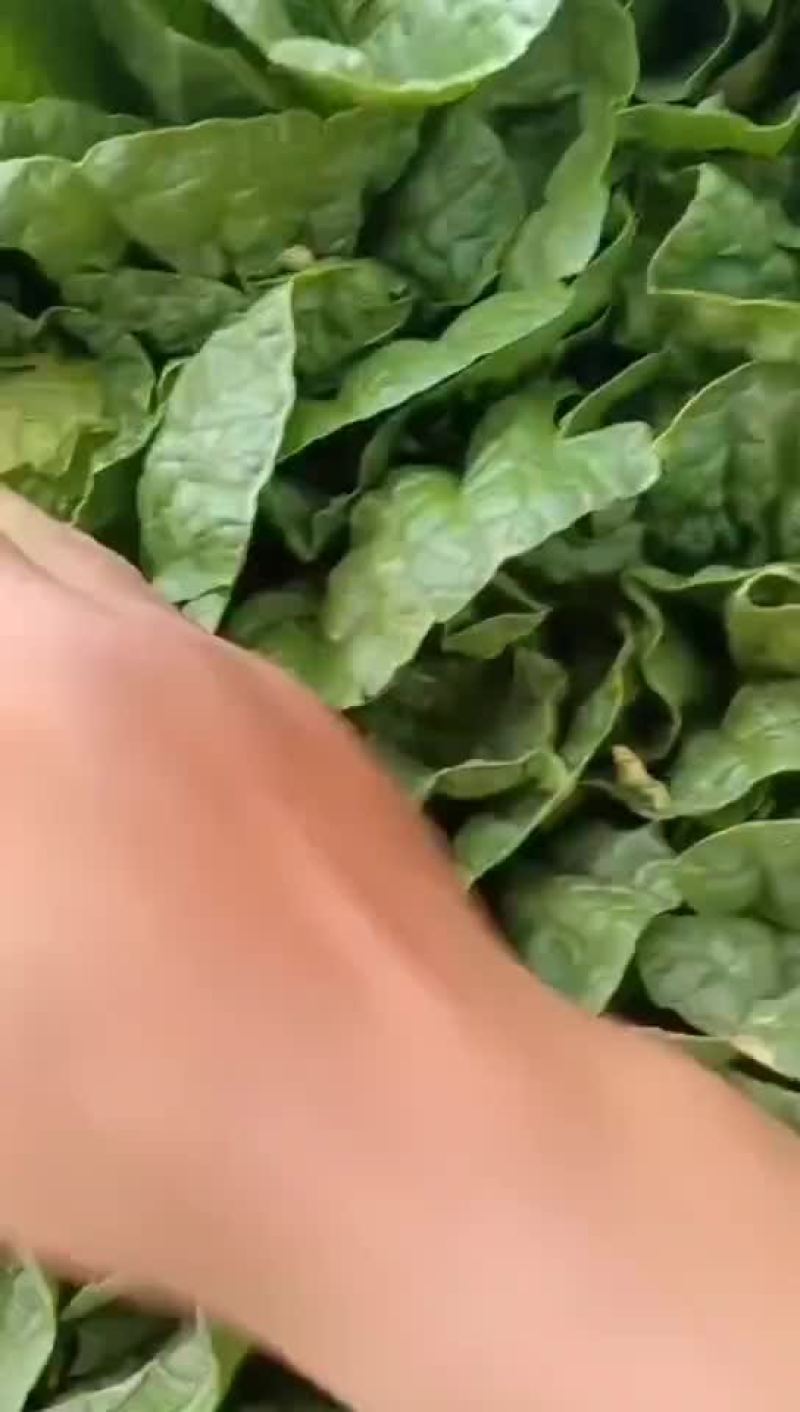 白菜