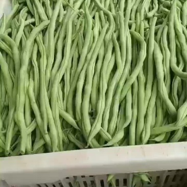 豆王