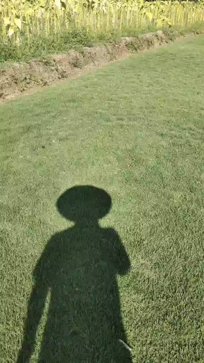 自产，马尼拉草皮。