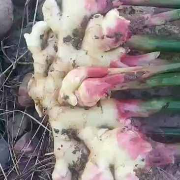 小黄姜