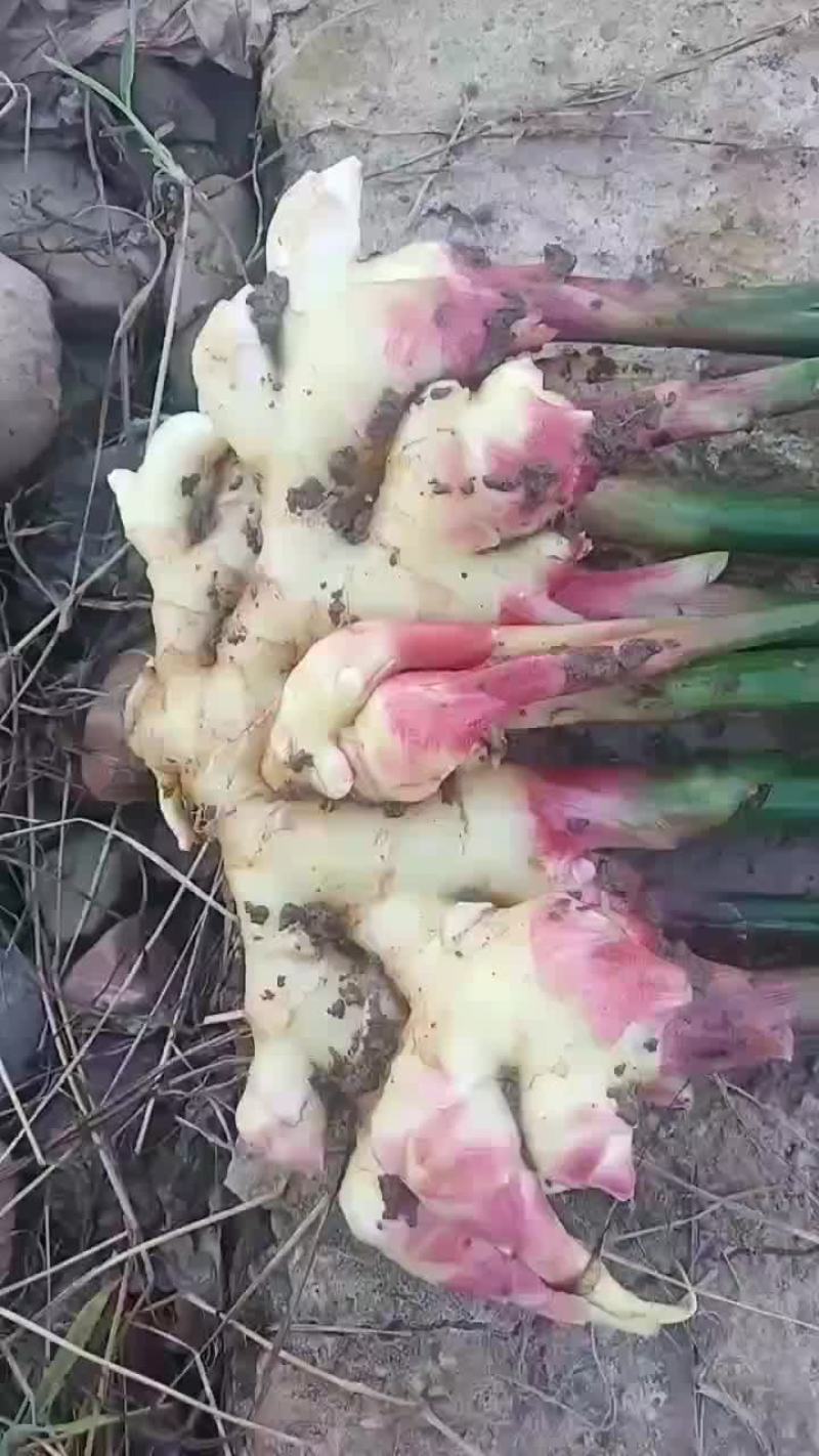 小黄姜