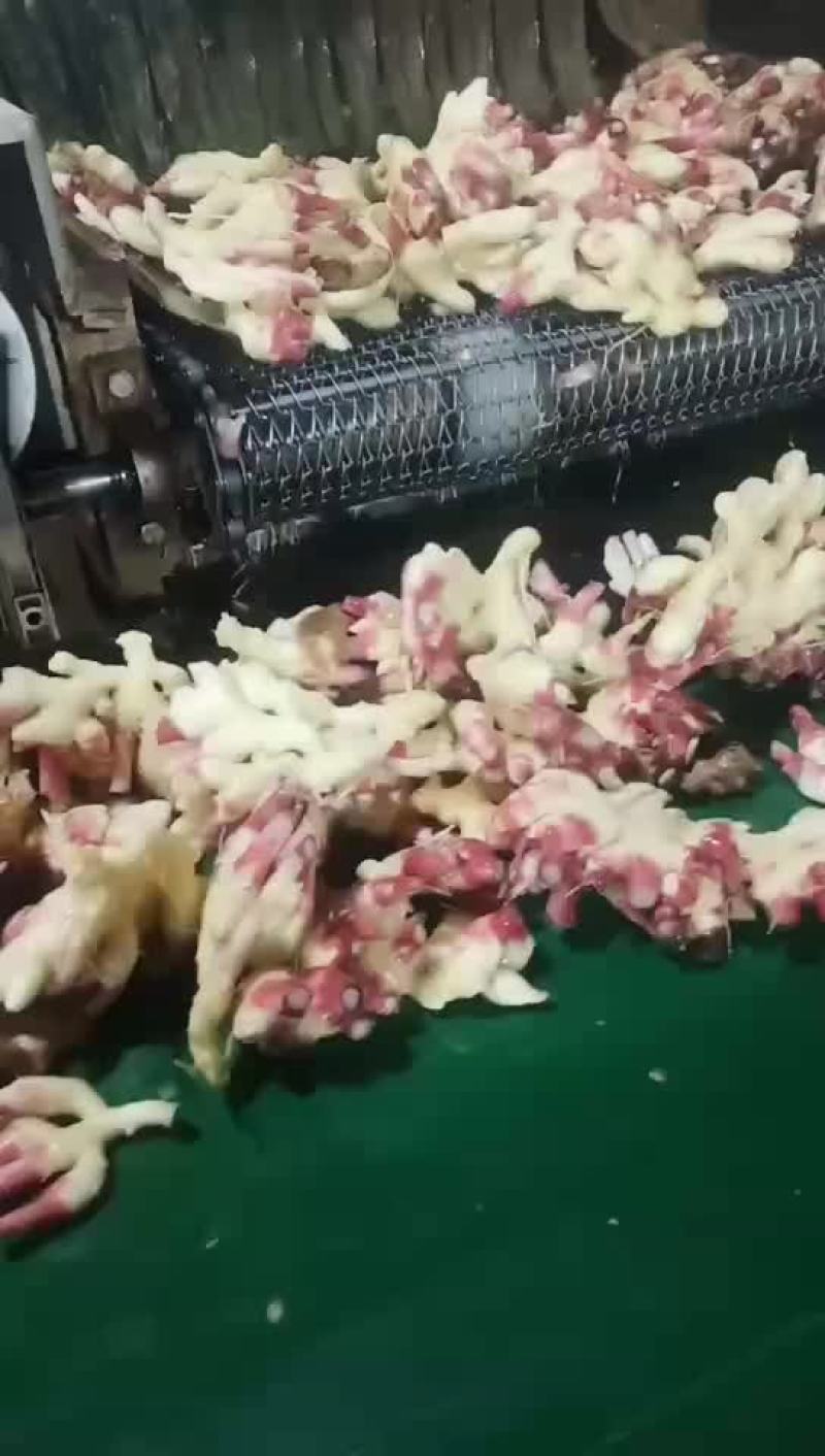 小黄姜