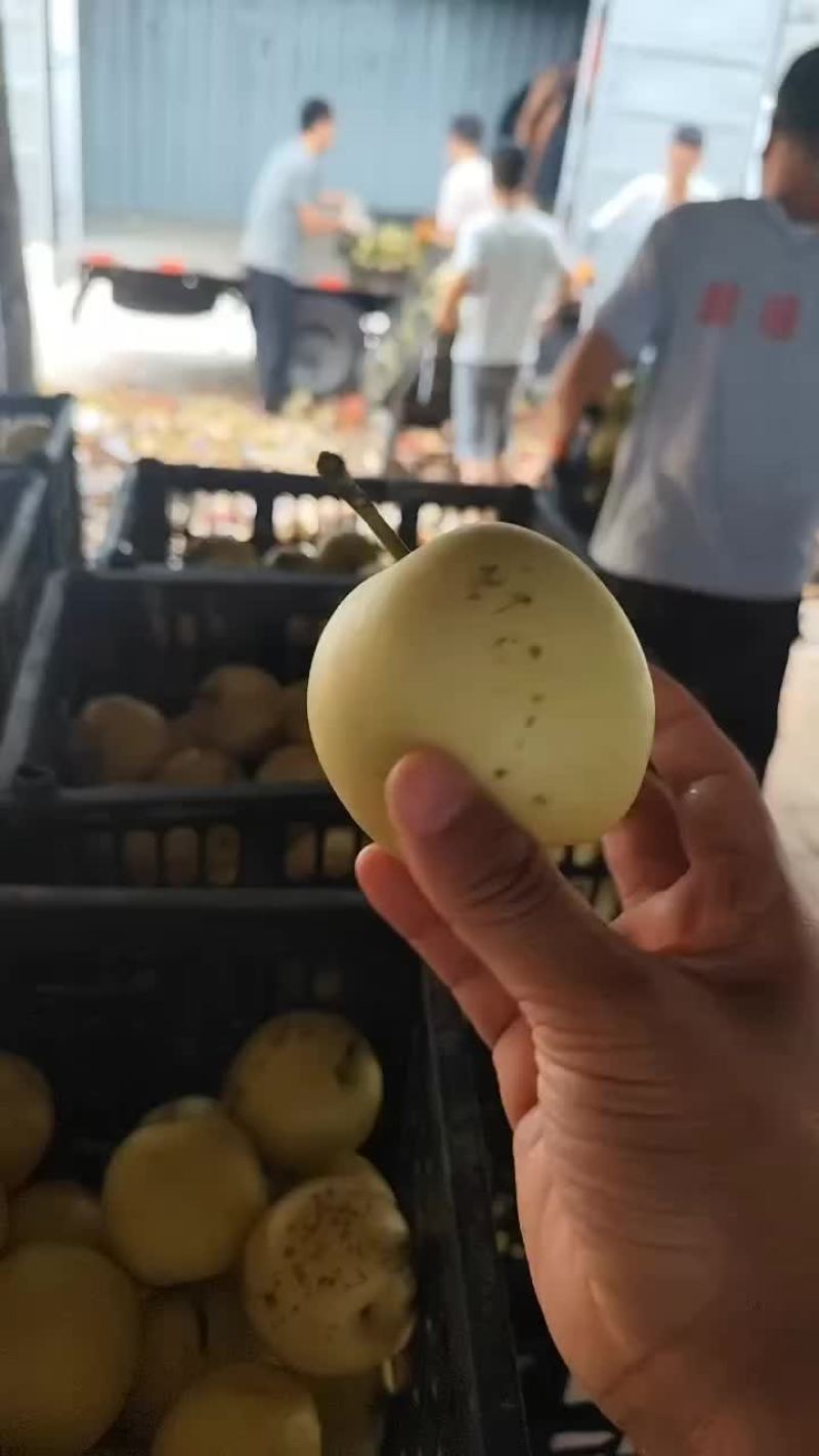皇冠次梨，加工厂，批发，果汁厂，市场都可用。