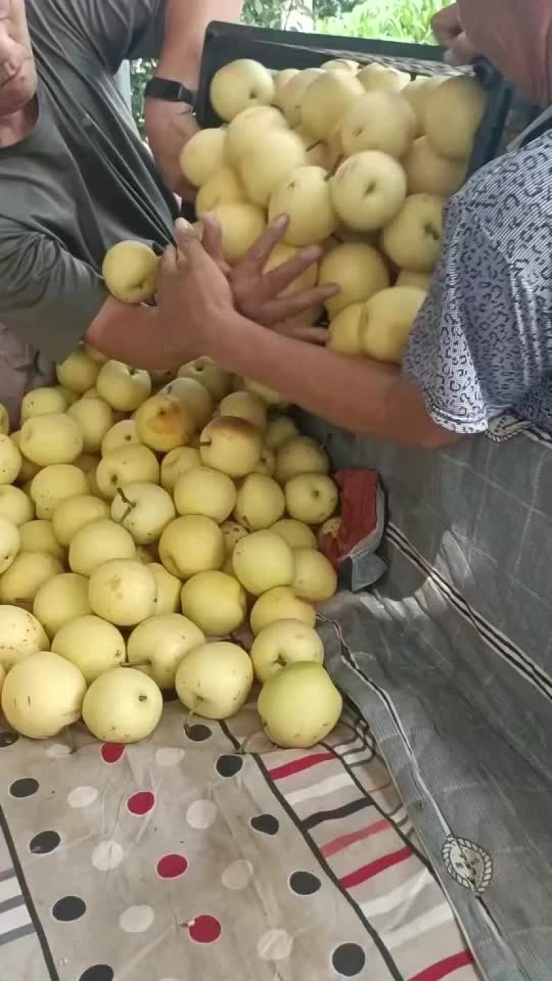 皇冠次梨，加工厂，批发，果汁厂，市场都可用。