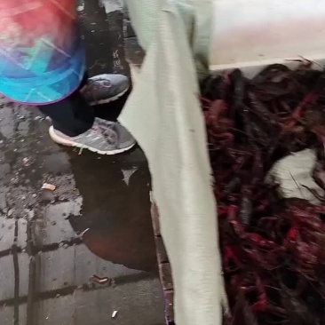 潜江小龙虾，产地直发，包直达城市运费。