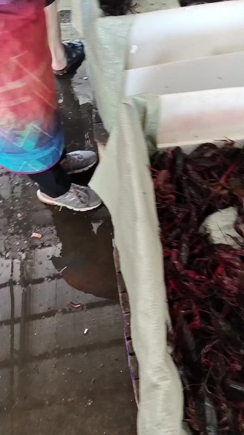 潜江小龙虾，产地直发，包直达城市运费。