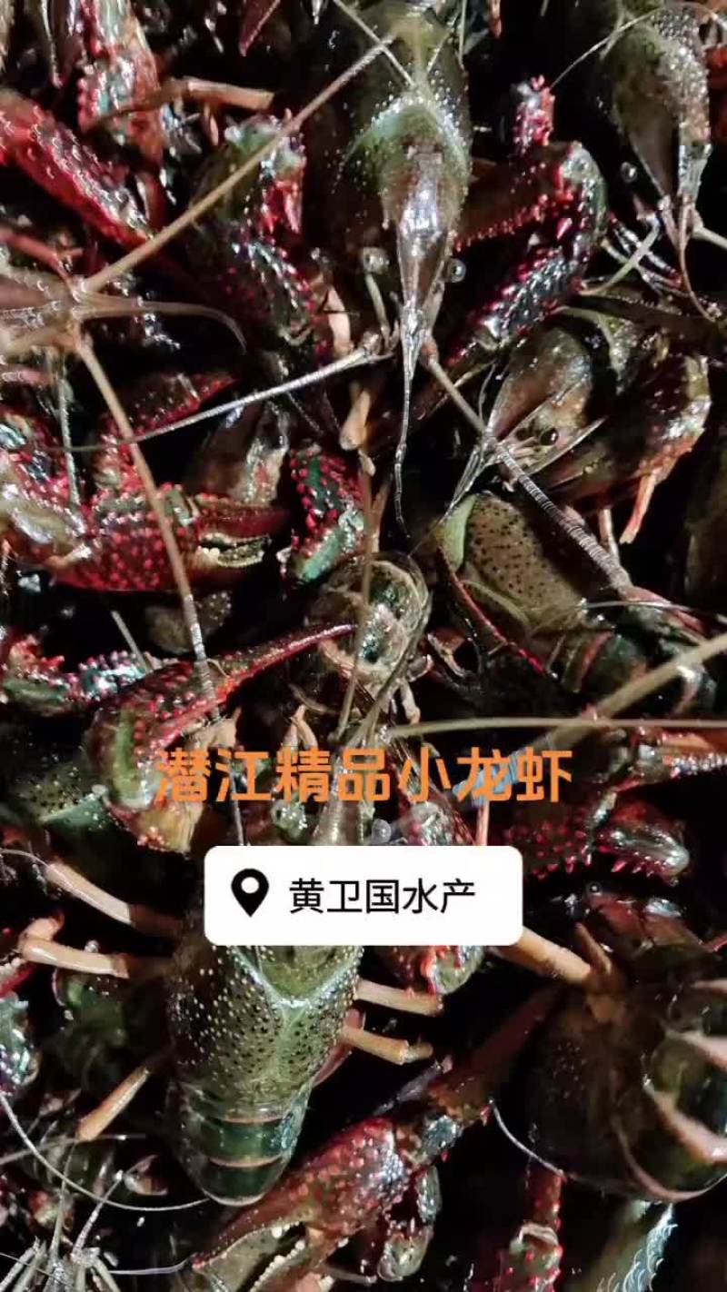 潜江小龙虾，产地直发，包直达城市运费。